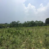 18 Rai Of Land For Sale Near Pattaya Country Club. thumbnail