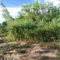 Land For sale Baan Amphur thumbnail