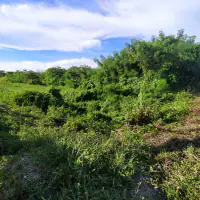Land For sale Baan Amphur thumbnail