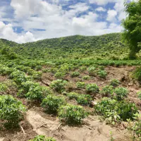 Land Plot for Sale - Sattahip, Bangsaray thumbnail