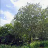 Rare opportunity to acquire a substantial land parcel with outstanding development potential. thumbnail
