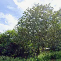 Rare opportunity to acquire a substantial land parcel with outstanding development potential. thumbnail