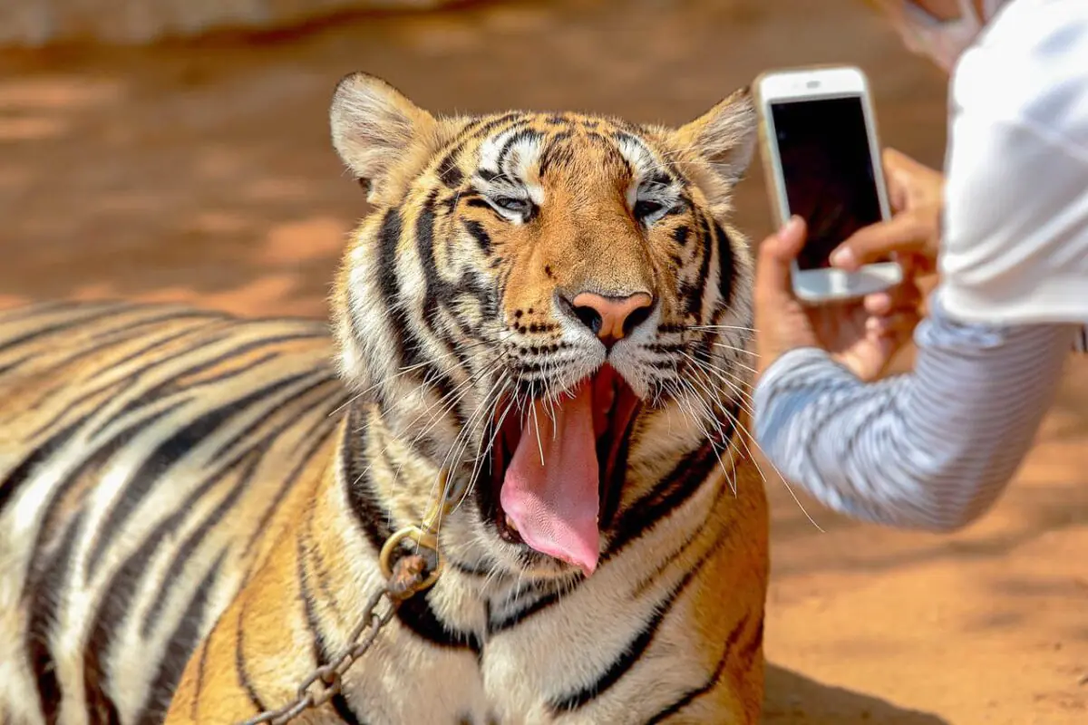 惊艳泰国。注意事项。有趣的事情。