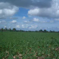 Land For Sale. thumbnail